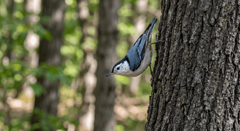 White-breasted Nuthatch